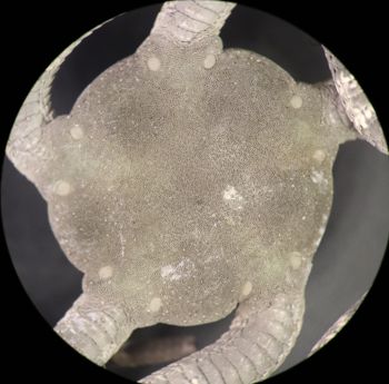 Media type: image; Invertebrate Zoology OPH-6154